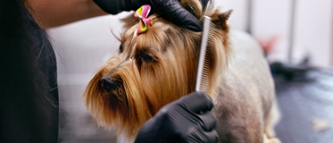 Peluquería canina básica
