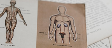 Dibujo Anatomía